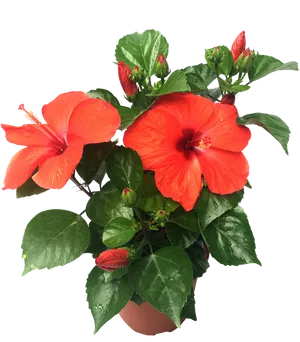 Vibrant Red Hibiscus Plant PNG Image