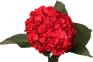 Tinted Dark Red - Artificial Flower, HD Png Download PNG image with transparent background