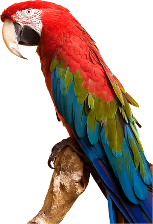 Colorful Parrot By Gdj - Parrot Png PNG image with transparent background