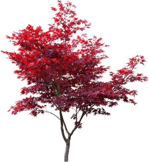 Japanese Maple Cut Out , Png Download - Japanese Maple Tree Cut Out, Transparent Png PNG image with transparent background