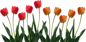 Download Tulip Png Pic - Transparent Tulips, Png Download PNG with transparent background