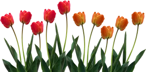 Vibrant Red Orange Tulips Row.png PNG Image