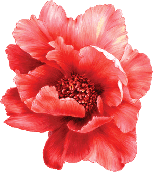 Временное Тату Большой Обьемный Пион - Common Peony, HD Png Download PNG with transparent background