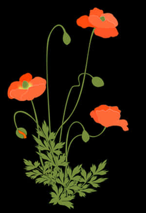 Vibrant Red Poppies Illustration PNG image with transparent background
