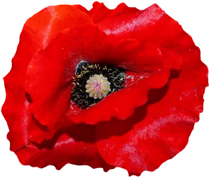 Vibrant Red Poppy Black Background PNG Image