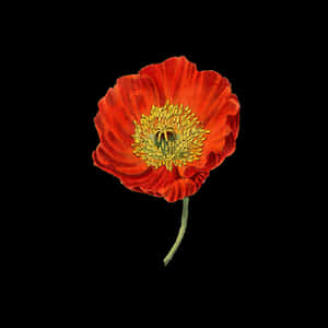 Vibrant Red Poppy Flower PNG image with transparent background