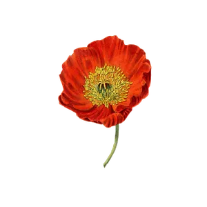 Vibrant Red Poppy Flower PNG Image