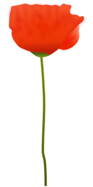 Vibrant Red Poppy Flower PNG Image