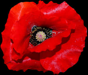 Vibrant Red Poppy Flower PNG image with transparent background