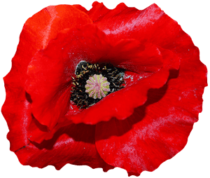 Vibrant Red Poppy Flower PNG image with transparent background