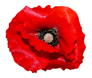 Vibrant Red Poppy Flower PNG image with transparent background