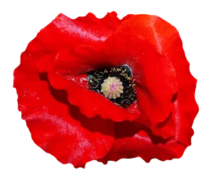 Vibrant Red Poppy Flower PNG Image