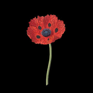 Vibrant Red Poppy Floweron Black Background PNG image with transparent background