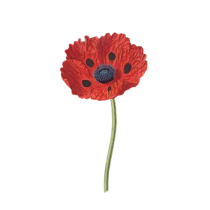 Vibrant Red Poppy Floweron Black Background PNG Image