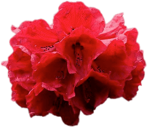 Flowering Flowers,carnation,pink Plant - Rhododendron Png, Transparent Png PNG image with transparent background