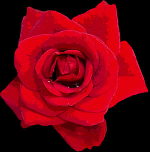 Vibrant_ Red_ Rose_ Closeup.jpg PNG image with transparent background