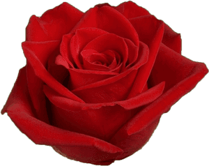 Red Freedom Roses, HD Png Download PNG image with transparent background