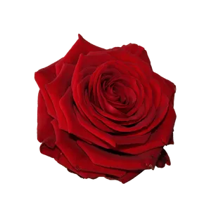 Vibrant Red Rose Flower PNG Image