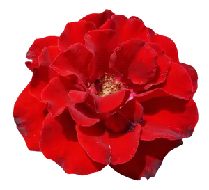 Vibrant Red Rose Flower.png PNG Image