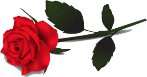 Red Rose Clipart - Single Red Rose Transparent Background, HD Png Download PNG image with transparent background