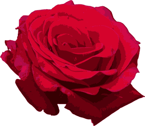 Transparent Red Roses Png - Red Watercolor Rose Png, Png Download PNG image with transparent background