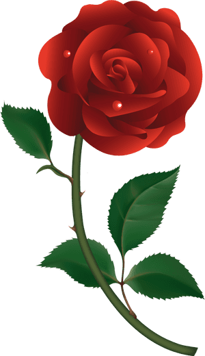 Transparent Rose Vector Png - Transparent Vector Red Rose, Png Download PNG with transparent background