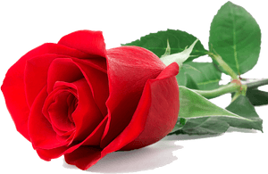Single Red Rose Images Png, Transparent Png PNG image with transparent background
