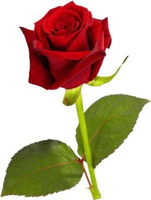 Red Rose Flowers Hd, HD Png Download PNG image with transparent background