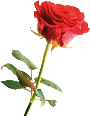 Vibrant_ Red_ Rose_ Isolated_ Background PNG Image