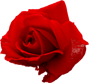 Red Rose - Portable Network Graphics, HD Png Download PNG image with transparent background