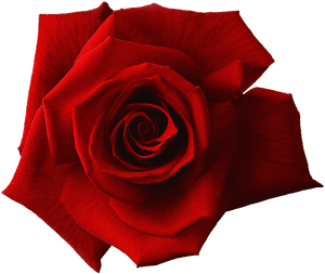 Red Rose Blossom Png, Transparent Png PNG image with transparent background