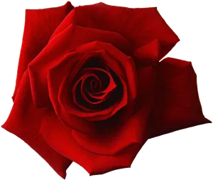 Vibrant Red Rose Isolated.png PNG Image