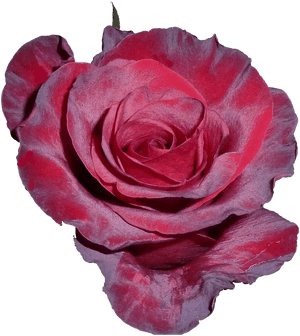 You Are Beautiful Red Rose, HD Png Download PNG image with transparent background