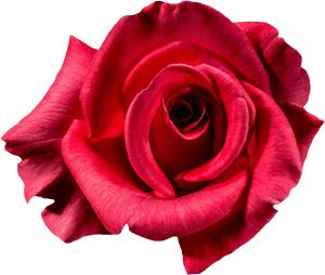 Top View Rose Tattoo, HD Png Download PNG image with transparent background