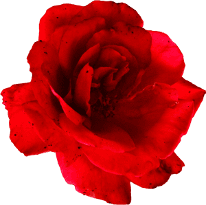 Red Rose - Rose, HD Png Download PNG image with transparent background