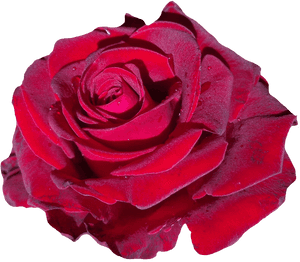 Red Rose Flower Png Image - Rose Single Red Flower Png, Transparent Png PNG image with transparent background