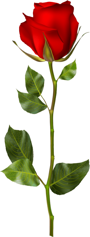 Red Rose Png Clip Art - Red Rose Png Hd, Transparent Png PNG image with transparent background