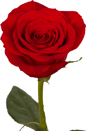 Mother's Day Single Red Roses 60 Charming Single Rose - Single Rose, HD Png Download PNG