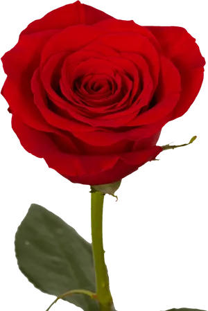 Vibrant Red Rose Single Stem PNG Image