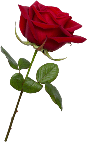 Bud - Transparent Background Red Rose Png, Png Download PNG image with transparent background