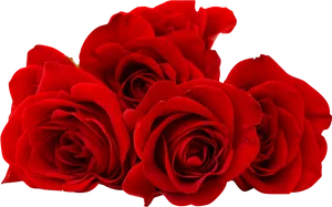 Vibrant_ Red_ Roses_ Black_ Background.jpg PNG Image