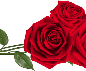 Red Rose Clipart Top View - Red Roses Png, Transparent Png PNG image with transparent background