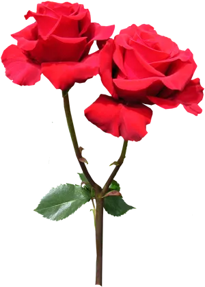 Vibrant Red Roses Transparent Background.png PNG Image