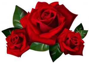 Vibrant Red Roseson Black PNG Image