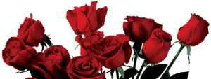 Vibrant Red Roseson Black Background PNG Image