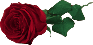 Transparent Nina Agdal Png - Red Rose Free, Png Download PNG image with transparent background