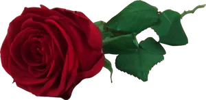 Vibrant Red Rosewith Green Leaves.png PNG Image