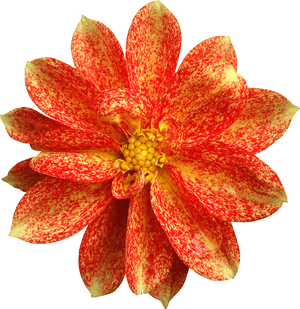 Plant,peach,dahlia - Fleur En Png, Transparent Png PNG image with transparent background