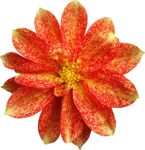 Vibrant Red Speckled Dahlia PNG Image