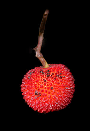 Vibrant Red Strawberry Black Background PNG image with transparent background